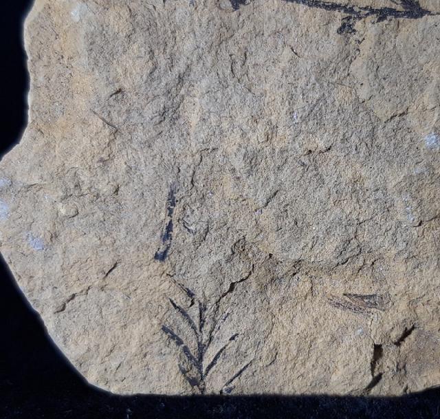Taxodium dubium (STERNBERG 1823), Bltenstand - Bild © FossNet FossilienStore